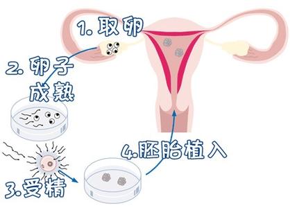 胚胎学家